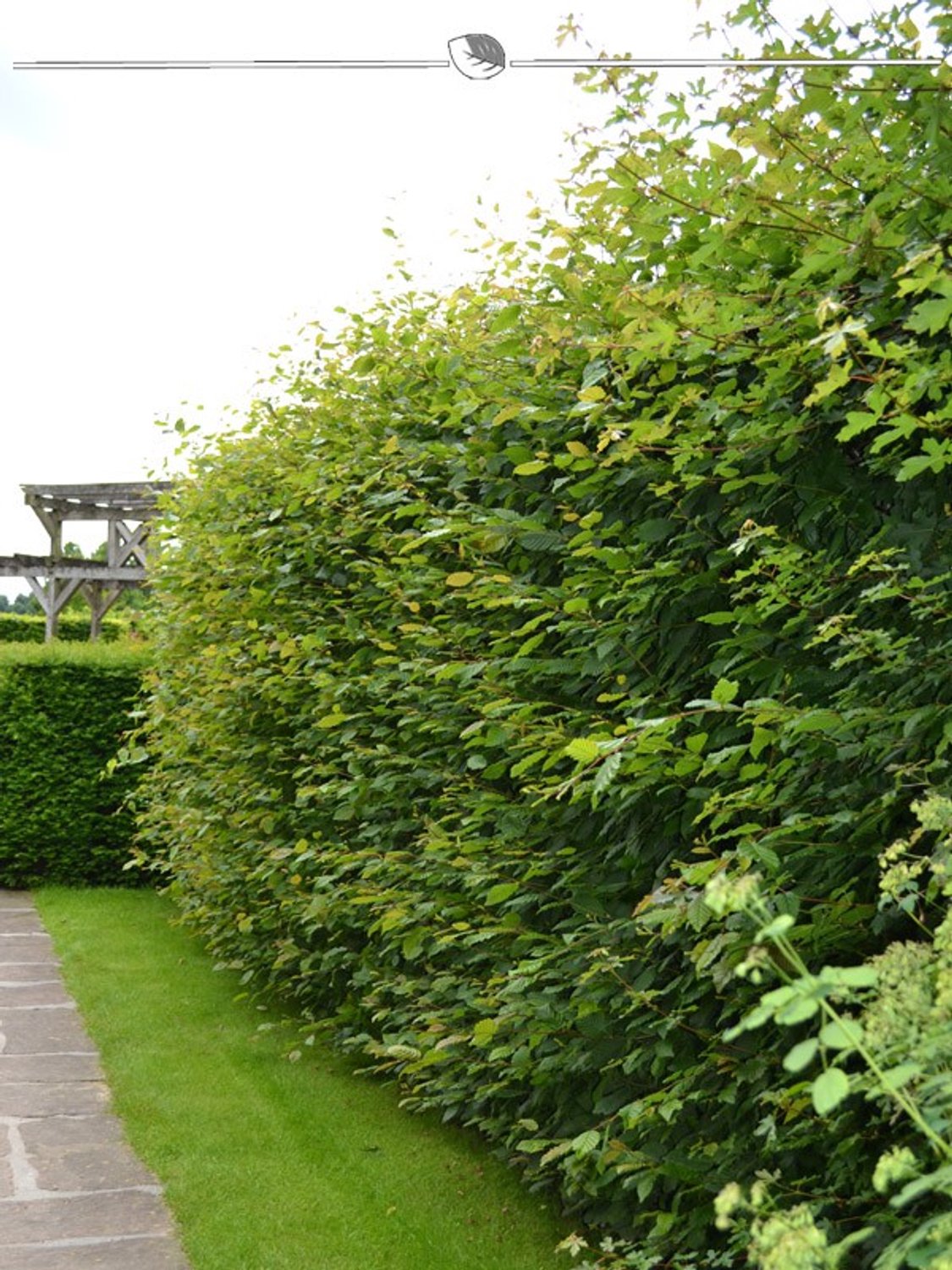 Haagbeuk Carpinus betulus 60-80 cm Blote wortel, 350x Haagplant
