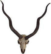 Dierenhoofd schedel wanddecoratie antilope met gewei 39 cm