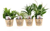Varens van Botanicly – 4 × Areca Dypsis, Chlorophytum Atlantic, Asplenium Crispy Wave, Spathiphyllum Yes in houten pot als set – Hoogte: 45 cm