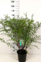10 stuks | Spierstruik 'Grefsheim' Pot 60-80 cm - Informele haag - Bladverliezend - Bloeiende plant - Geschikt als lage haag - Groeit breed uit