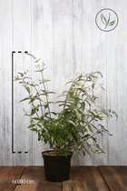 10 stuks | Vlinderstruik 'Royal Red' Pot 60-80 cm Extra kwaliteit - Informele haag - Insectenlokkend - Bladverliezend - Bloeiende plant - Geurend