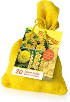 20x Bloembollen - Mix 'The Yellow Bag' - Gele bloemen - Gladiolen en frees - Bolomtrek 5-12 cm