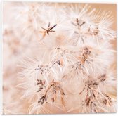 Forex - Witte Pluizige Bloemetjes - 50x50cm Foto op Forex