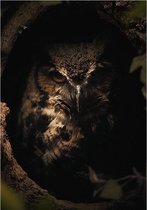 Dark Owl Aluminium 80x120 cm botanische jungle dieren wanddecoratie