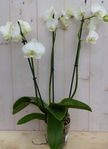 Decoratief Beeld - Kamerplant Vlinderorchidee Phalaenopsis Takken - Kunststof - Warentuin Natuurlijk - Wit