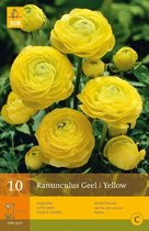2 stuks 10 Ranunculus Geel Vj