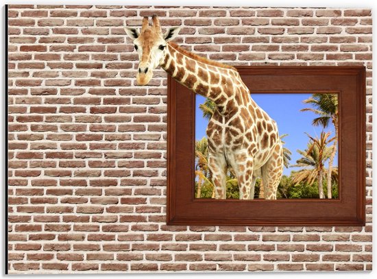 Dibond - Giraffe door Raam in Bakstenen Muur - 40x30cm Foto op Aluminium (Wanddecoratie van metaal)