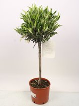 Kamerplant van Botanicly – Olijf boom – Hoogte: 95 cm – Olea europeae