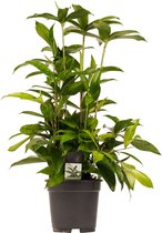 Kamerplant van Botanicly – Drakenboom – Hoogte: 55 cm – Dracaena surculosa