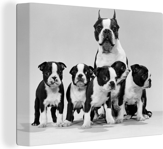 Boston terrier avec chiots en toile noir et blanc 2cm 40x30 cm