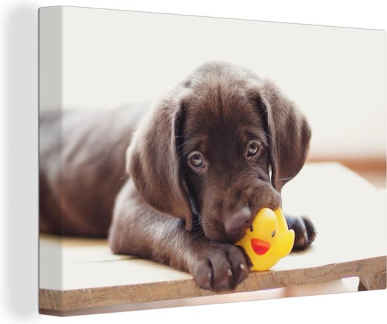 Canvas Schilderij Chocolate Labrador Retriever puppy - Wanddecoratie