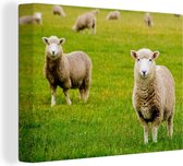Gros plan de deux moutons regardant dans la caméra 40x30 cm - petit - Tirage photo sur toile (Décoration murale salon / chambre)