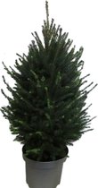 Hellogreen Kleine Mini Kerstboom - Spar - 90 cm