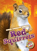 North American Animals - Red Squirrels