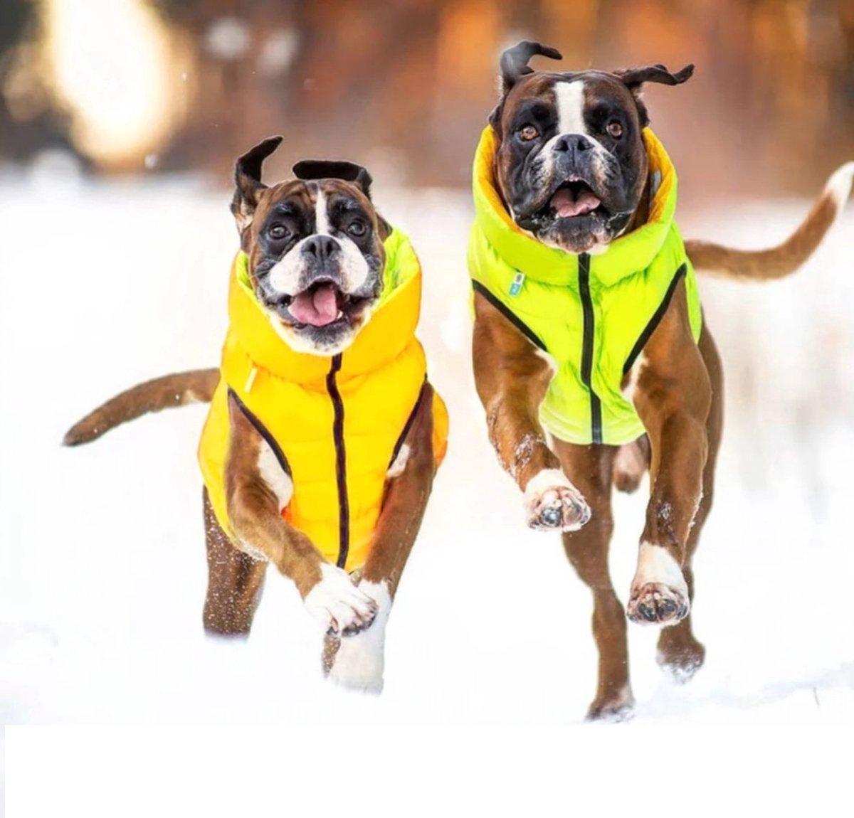 Collar Pet Airyvest Hondenjas , M45