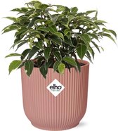 Groene plant – Treurvijg (Ficus benjamina Kinky) met bloempot – Hoogte: 10 cm – van Botanicly