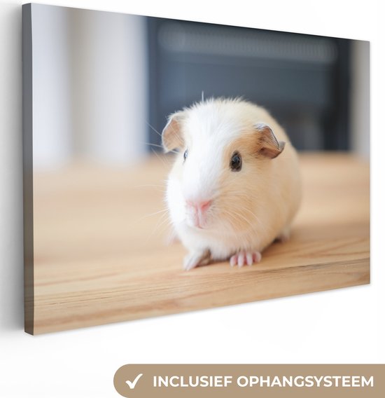 Canvas Schilderij Schattige baby cavia - 60x40 cm - Wanddecoratie