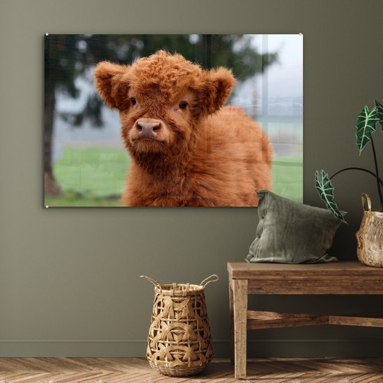 MuchoWow® Peinture sur verre 120x80 cm - Peinture sur verre acrylique - Highlander écossais - Veau - Herbe - Photo sur verre - Peintures