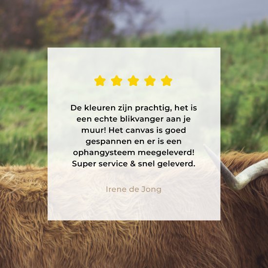 Peinture sur toile Highlander écossais - Herbe - Water - Animaux - 50x50 cm - Décoration murale