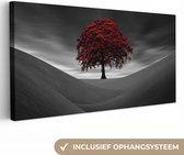Canvas Schilderij Zwart-wit foto met een rode boom - 80x40 cm - Wanddecoratie