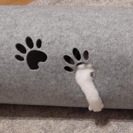 Kattentunnel Archieven - Voorallehuisdieren.nl Kattentunnel Archieven - Voorallehuisdieren.nl