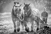 Trekpaarden TW2 - Poster - Ton van der Weerden - 70 x 100 cm