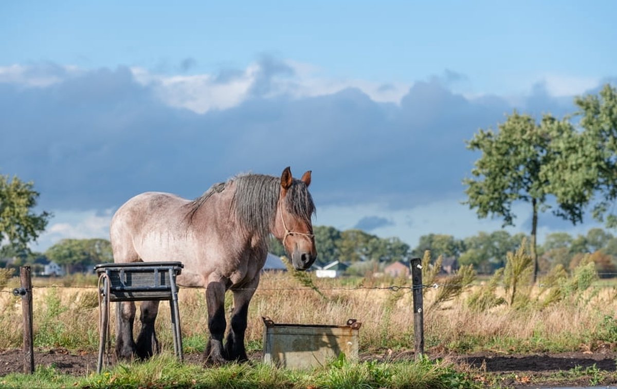 Passion For Art Trekpaarden TW25 - Poster - Ton van der Weerden - 40 x 50 cm kleur