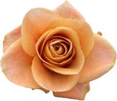 DutchFlowers - Boeket - 12x Rosa symbol 50cm