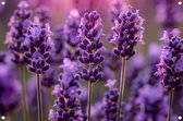 Lavendel tuinposter - Bloem tuinposter - Tuinposters Stam - Tuinposters - Tuinschilderijen voor buiten - Wanddecoratie tuinposter 75x50 cm
