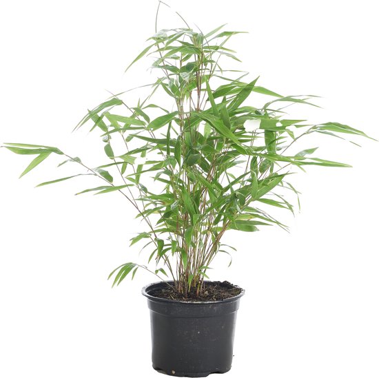 Een Fargesia Rufa bamboeplant in een zwarte pot, op een witte achtergrond.