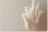 Pampas pluimen - Beige