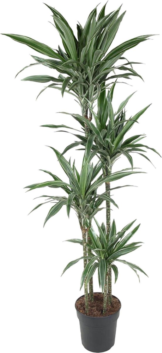 Dracaena Warneckei - 190 cm - ø27