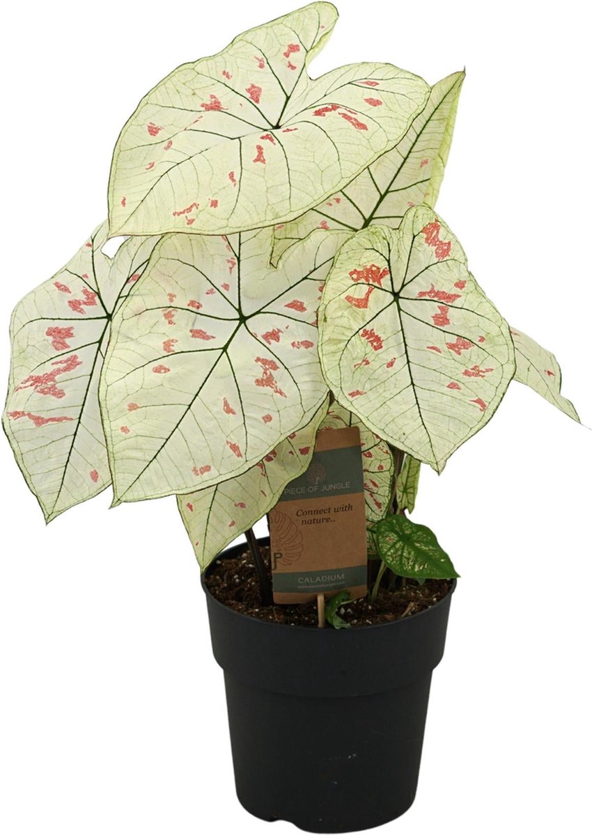 Caladium Strawberry Star - 65 cm - Ø21cm