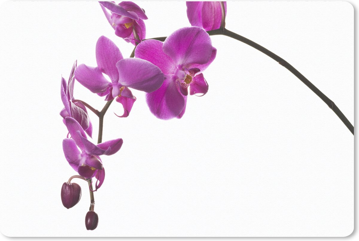 Muismat XXL 120x80 cm - Bureau onderlegger - Bureau mat Orchidee tegen witte achtergrond - Bureaumat - Gaming mousepad xl - Bureaulegger groot - Computer deskmat