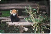 Muismat XXL - Bureau onderlegger - Bureau mat - Rode Panda - Bamboe - Boomstammen - 90x60 cm - XXL muismat