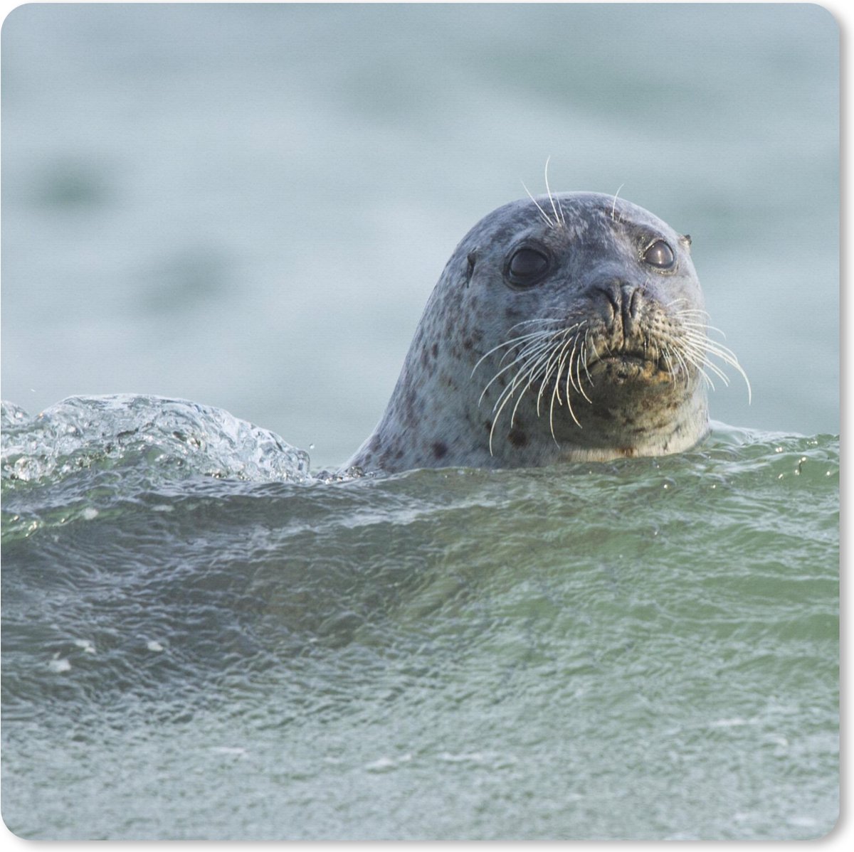 Muismat XXL 40x40 cm - Bureau onderlegger - Bureau mat Noordzee - Zeehond - Water - Bureaumat - Gaming mousepad xl - Bureaulegger groot - Computer deskmat