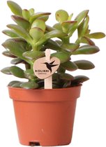 Kolibri Greens | Groene plant - Succulent Crassula Minor - potmaat Ø6cm - groene kamerplant - vers van de kweker