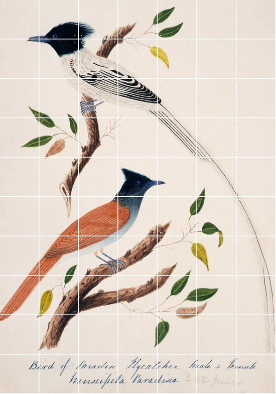 IXXI Indian Paradise Flycatcher - Wanddecoratie - Dieren en insecten - 140 x 200 cm