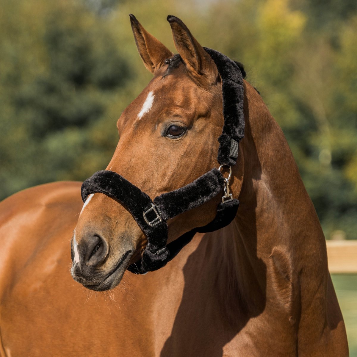 HALSTER MET BONT BESCHERMING | Mini Shetlander