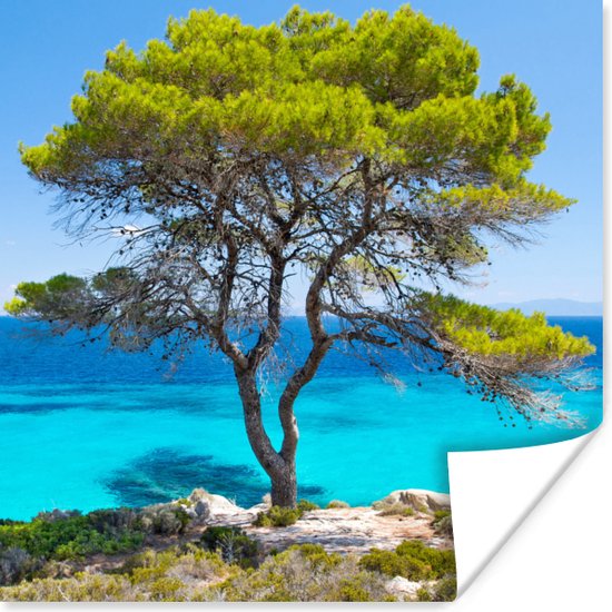 Poster Arbre - Mer - Tropical - Été - 30x30 cm