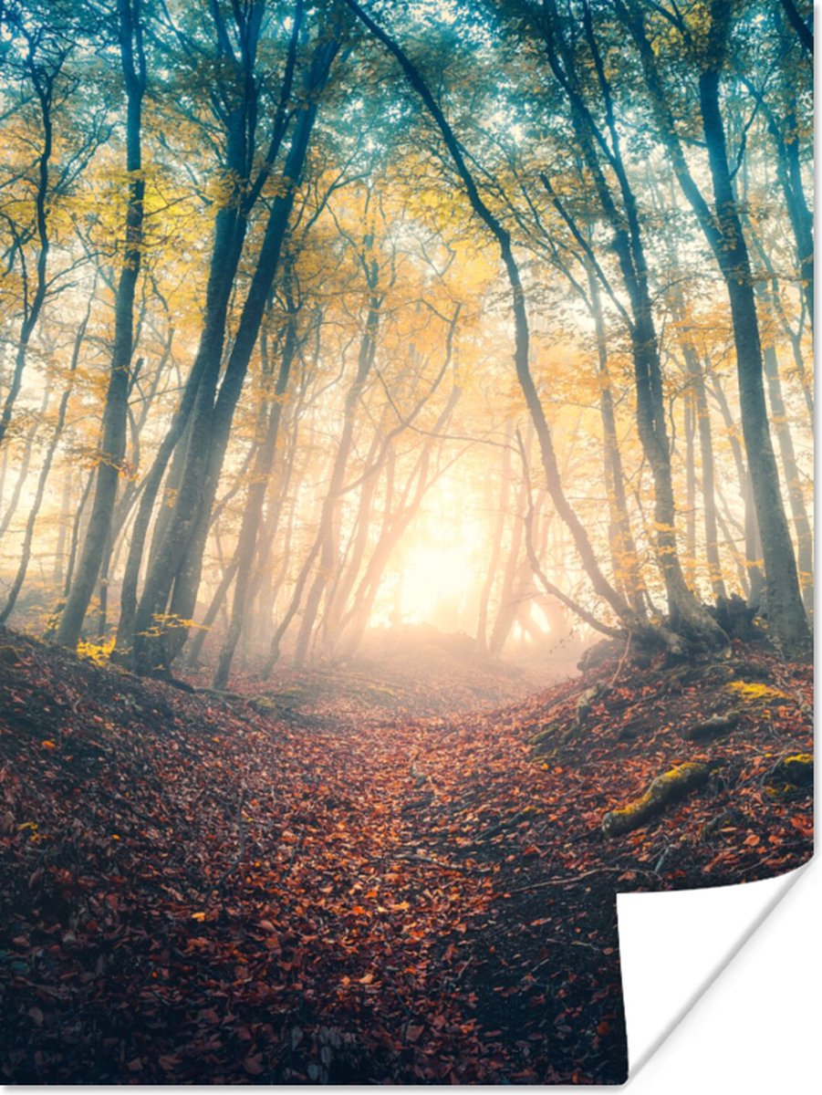 Poster Bos - Mist - Zon - Herfst - 60x80 cm