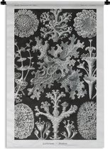 Wandkleed - Wanddoek - Kunst - Koraal - Ernst Haeckel - Oude meesters - Natuur - 60x90 cm - Wandtapijt