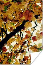 Poster Bomen - Herfstbladeren - Natuur - 120x180 cm XXL