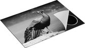 Chefcare Inductie Beschermer Kleurrijke Pauw bij het Water - Zwart Wit - 75x55 cm - Afdekplaat Inductie - Kookplaat Beschermer - Inductie Mat
