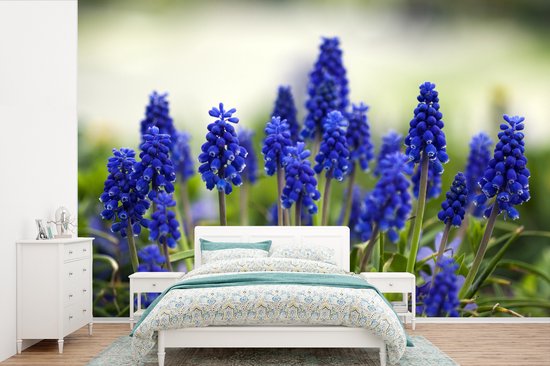 Papier peint photo en vinyle - Petites jacinthes de raisin largeur 450 cm x hauteur 300 cm - Tirage photo sur papier peint (disponible en 7 tailles)