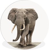 Cercle mural - Cercle mural - ⌀ 60 cm - Plastique - Animaux - Éléphant - Grijs