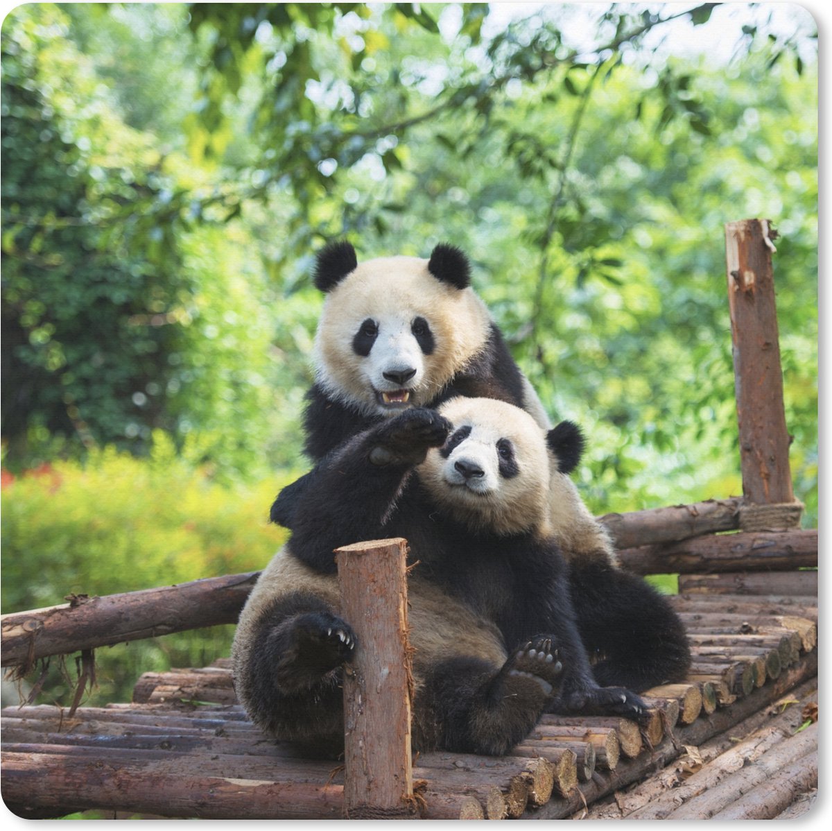 Muismat XXL 60x60 cm - Bureau onderlegger - Bureau mat Beren - Panda - Hout - Bureaumat - Gaming mousepad xl - Bureaulegger groot - Computer deskmat
