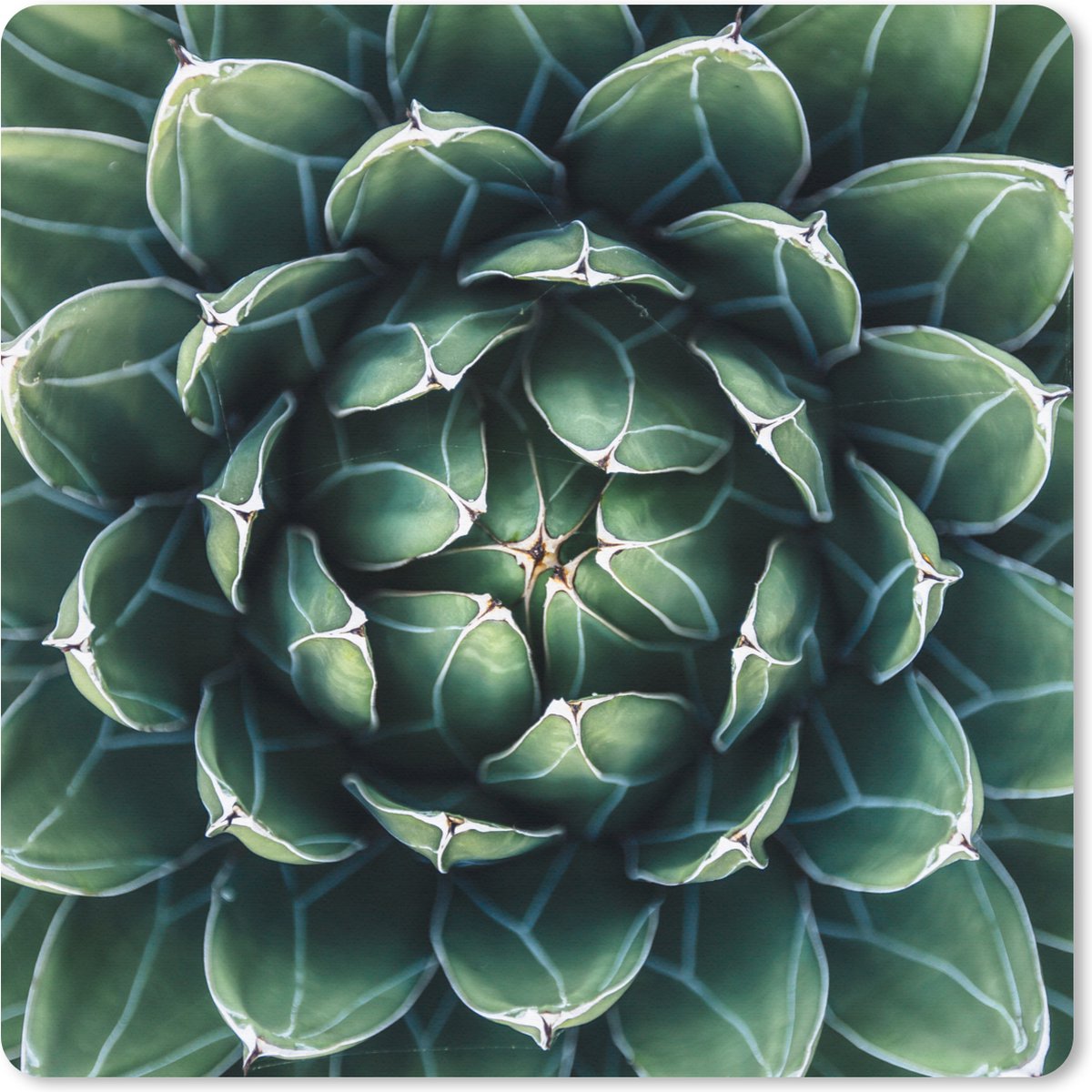Muismat XXL 60x60 cm - Bureau onderlegger - Bureau mat Een groene bloemdessin - Bureaumat - Gaming mousepad xl - Bureaulegger groot - Computer deskmat