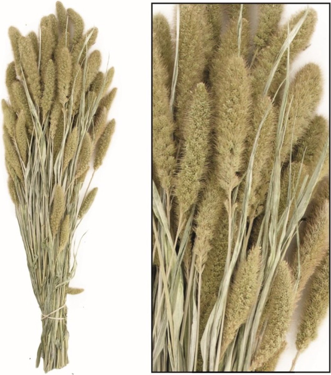 Setaria droogbloem natural