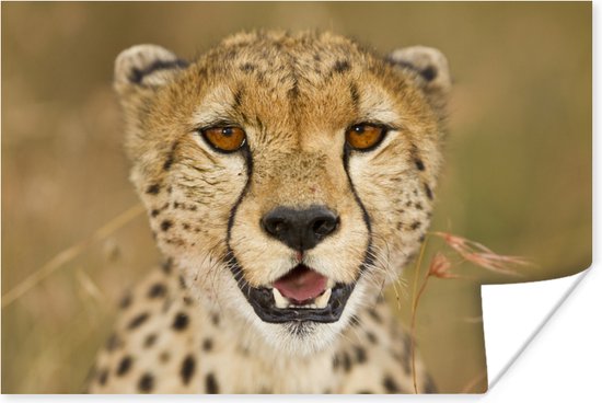 Portret van een jong luipaard in de natuur Poster 60x40 cm - Foto print op Poster (wanddecoratie woonkamer / slaapkamer) / Wilde dieren Poster